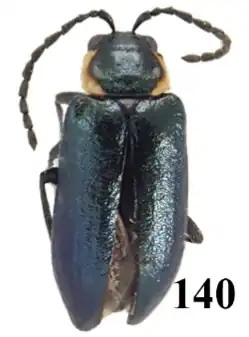 image of a beetle Halinella malachioides
