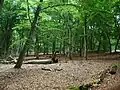 Beech forest.