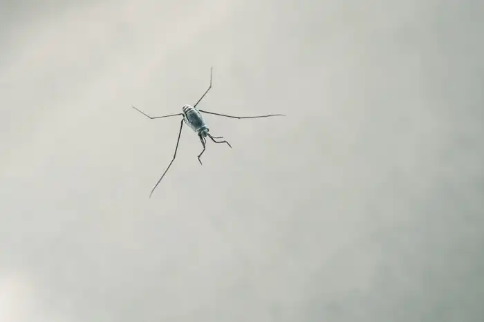 A live specimen of the pelagic species Halobates sericeus
