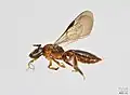 Halterapis rufa, female