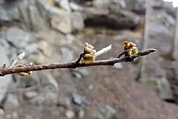Winter twig in March, with brown-pubescent terminal bud and persistent calyces