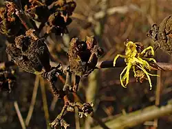 A lone flower in December, alongside empty persistent seed pods