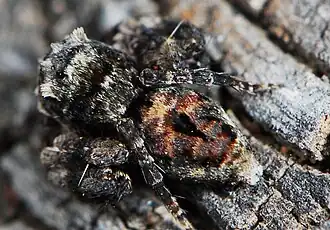 Hamataliwa sp.