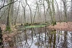 The last pond in Hambach Forest, February 2016
