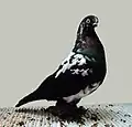 Black Hamberg Schimmel