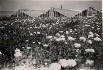 Hampton nursery glasshouses 1947