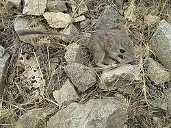 A mouse-like hamster among rocks