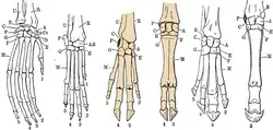 Six hand skeletons