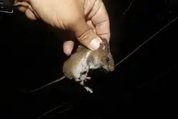 Brown and white rat
