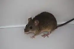 Brown rat