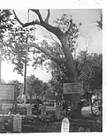 The Hangman's Tree