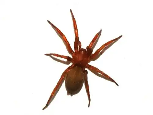 H. signifer