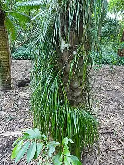 Growing on a palm trunk
