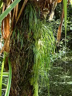 Growing on a Pandanus trunk in swamp forest