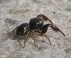 H. insulanus