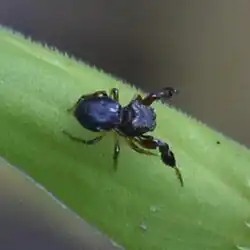 H. zabkai