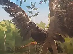 Harpy Eagle from the Kalinowski meuseum