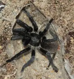 H. atra