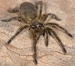 female H. hamiltoni