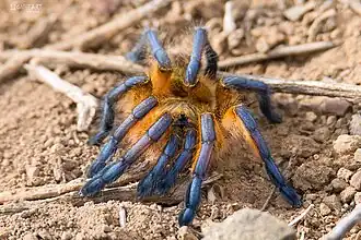 H. pulchripes
