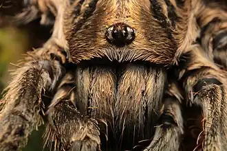 H. lightfooti