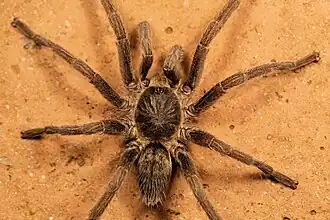 H. overdijki