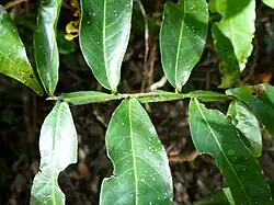 Leaf, showing winged rachis