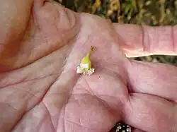 Single flower
