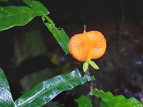 Immature fruit