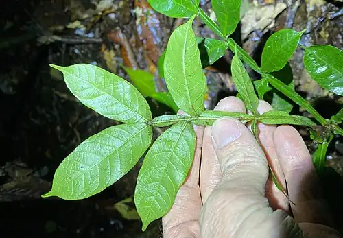 Underside of leaf
