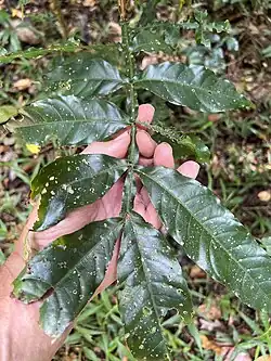 Leaf with winged rachis