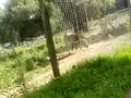 A male Hartmann's mountain zebra in the same enclosure.