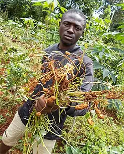 Harvest, Cameroon, 2016