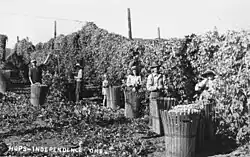 Harvesting hops