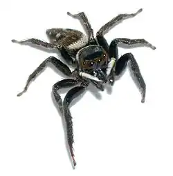 Male