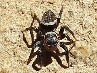 male