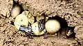 Clutch of eggs hatching