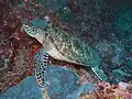 Green sea turtle.