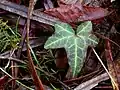 Ivy and willow leaves at the lake edge