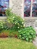 Roses and hollyhocks flower bed