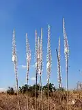 Form