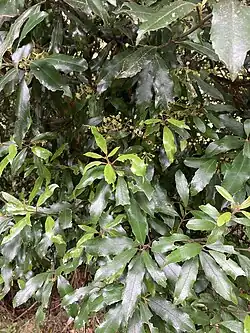 Foliage of Hedycarya arborea