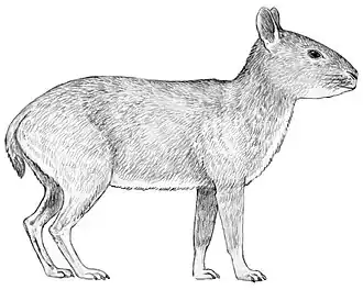 Life restoration of Hegetotherium (Typotheria, Hegetotheriidae)