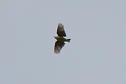 Woodlark in flight