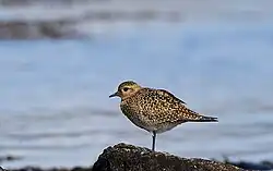 Heilo_(Pluvialis_apricaria)