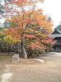 Maple tree in autumn at Heirinji