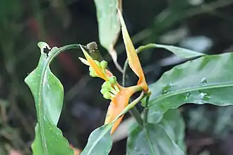 Heliconia aurantiaca bracts with green fruits