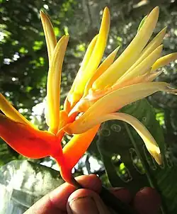 Heliconia aurantiaca yellow flowers above red bracts