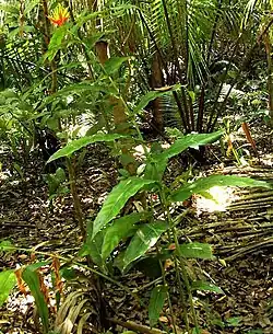 Heliconia aurantiaca plant in Guatemalan habitat