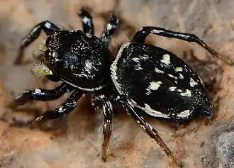 female